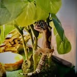 Ozzie Walker - @thelizardof0z - Instagram
