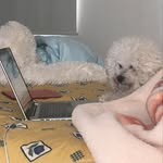 Ozzy Sanchez Lopez - @ozzybichon_47 - Instagram