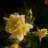 user9728375541258 - @ozzylopez2020 - TikTok