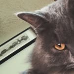 𝚘𝚣𝚣𝚢 𝚖𝚊𝚛𝚝𝚒𝚗𝚎𝚣 - @ozzy_the_catttttt - Instagram