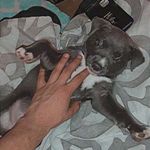 Ozzy nelson - @ozzy_the_menace - Instagram