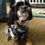 Ozzy Nelson - @shhh_my_owner_doesnt_know - Instagram