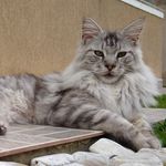 Torres Prime Ozzy - @ozzynelsonmainecoon - Instagram