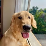 Ozzy Osbourne Cibella Ramos - @ozzybebezinho - Instagram