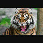 ozzy ramos - @orange_tiger_leade - Instagram