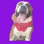 ozzy osborny da silva - @ozzydasilva.amstaff - Instagram