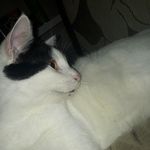 Ozzy Osbourne Licker da Silva - @ozzygatao - Instagram