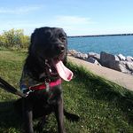 Ozzy Silva - @ozzy_the_good_boy - Instagram