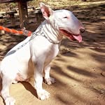 Ozzy Simões 🐾 - @_ozzythebull - Instagram