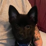 Ozzy Torres - @ozzy_thepomsky - Instagram