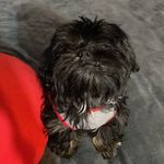 Ozzy Torres Talamantes - @ozzy_theshihtzu15 - Instagram