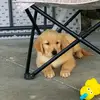 pablito perez - @pablito.perez2 - TikTok
