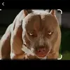 Pablo Barrozo - @pablo.barrozo8 - TikTok