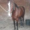 Pablo Barrozo - @pablobarrozo0 - TikTok