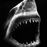 pablo basaldua - @sharkman593 - Instagram
