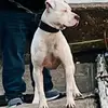 pablobecerra3896 - @pablobecerra3896 - TikTok