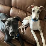 Pablo & Bender - @pablo.and.bender - Instagram