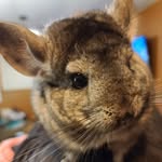Pablo Benson - @peanutbutter.thechin - Instagram