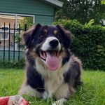 Pablo v/d Bijl - @pablo_best_dog_everrrr - Instagram