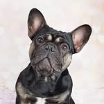 P A B L O - @pablo_blacktan_frenchie - Instagram