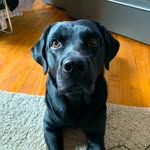 PABLITO🐶 - @pablo_black_labrador - Instagram