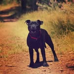 @pabloblackstaffy - Instagram