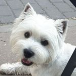 Pablo Luis Bringas Velez - @golfo_theluckywestie - Instagram