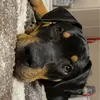 Pablo the Bully - @pablo.brown24 - TikTok