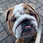 Pablo Fettuccine Burns - @pablothefatdog - Instagram
