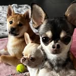 MAMA&die_wilden_Musketiere - @snoopy_cherry_pablo - Instagram
