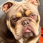 Pablo the cherry eye bulldog� - @pablothecherryeye - Instagram