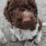 Don Pablo - @pablo_cobberdog - Instagram