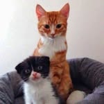 Pablo & Cookie - @pabloetcookie - Instagram