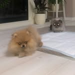 pablo&cookie - @pabloandcookie_ - Instagram