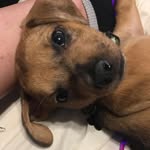 Pablo Duncan - @chickennuggetpablo - Instagram