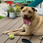Tbd next foster - @pablo_annarbor_foster - Instagram
