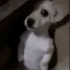 Pablo Granillo - @pablogranillo_ - TikTok