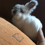 Pablo Gray - @rabbit.named.pablo - Instagram