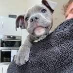 Pablo Hunt - @pablo_mrshark - Instagram