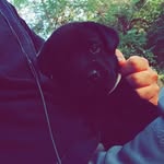 PABLO - @pablo_hunter_thedog - Instagram