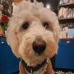 Pablo the service dog - @pablojacob.2020 - Instagram
