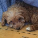 Pablo Kane - @pablo.the.d.o.g - Instagram