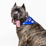 Pablo Kane Coello💙 - @pablothecanecorsooo - Instagram