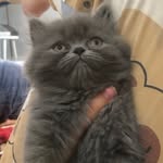 پابلو نقرایه 🐈‍⬛🩶 - @pablo__kochuloo - Instagram