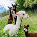 Pablo & Laura Alpaca - @pablo.laura.alpaca - Instagram