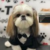PABLO🐶 - @pablolevin1 - TikTok