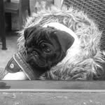 Pablo Lloyd - @pablo_the_little_black_pug - Instagram