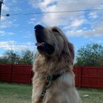 Pablo Loera - @lucas_officailretriever - Instagram