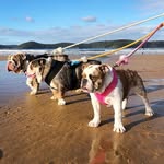 Pablo,Mack & Gigi - @pablo_mack_and_gigi - Instagram
