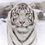 Pablo Madriz - Facebook